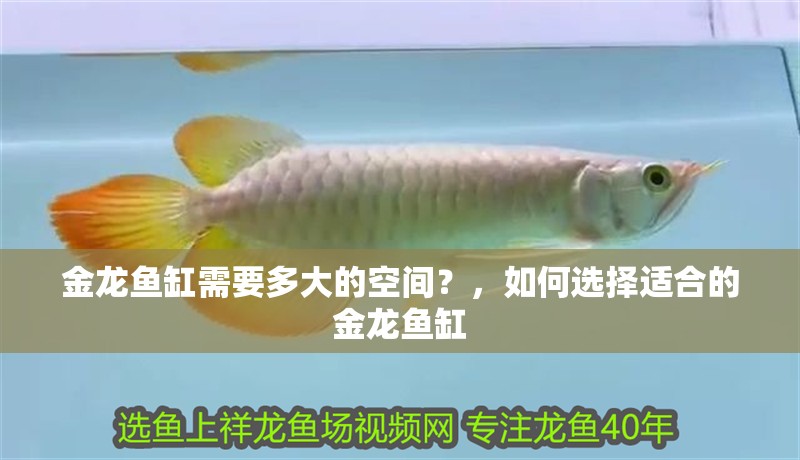 金龍魚缸需要多大的空間？，如何選擇適合的金龍魚缸
