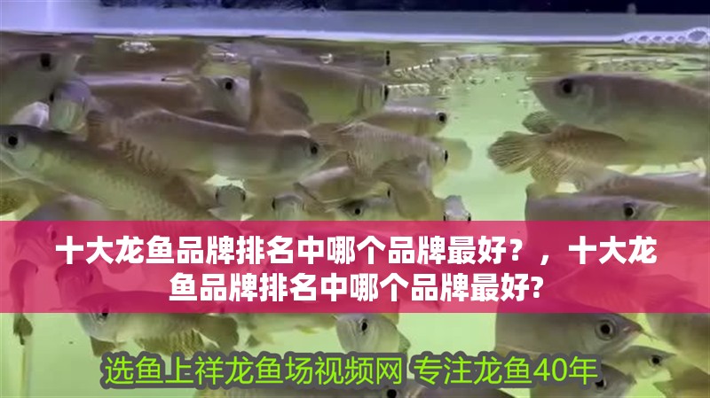 龍貓多久認主人