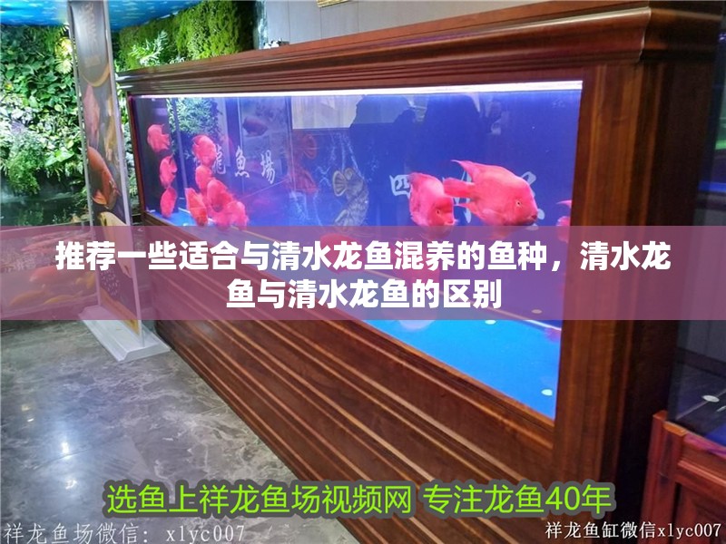 推薦一些適合與清水龍魚混養的魚種，清水龍魚與清水龍魚的區別