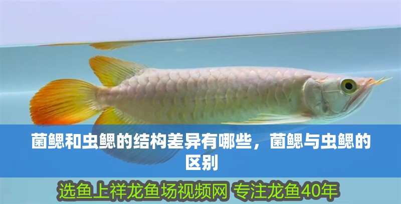 菌鰓和蟲鰓的結(jié)構(gòu)差異有哪些，菌鰓與蟲鰓的區(qū)別