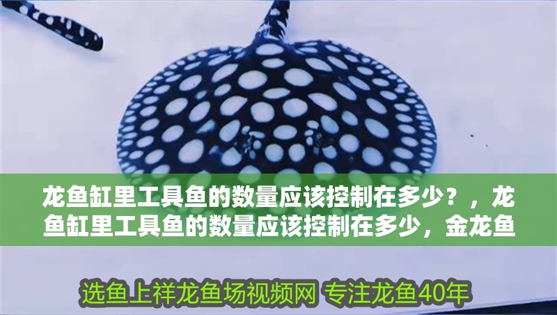 龍魚缸里工具魚的數量應該控制在多少？，龍魚缸里工具魚的數量應該控制在多少，金龍魚區域代理有哪些條件