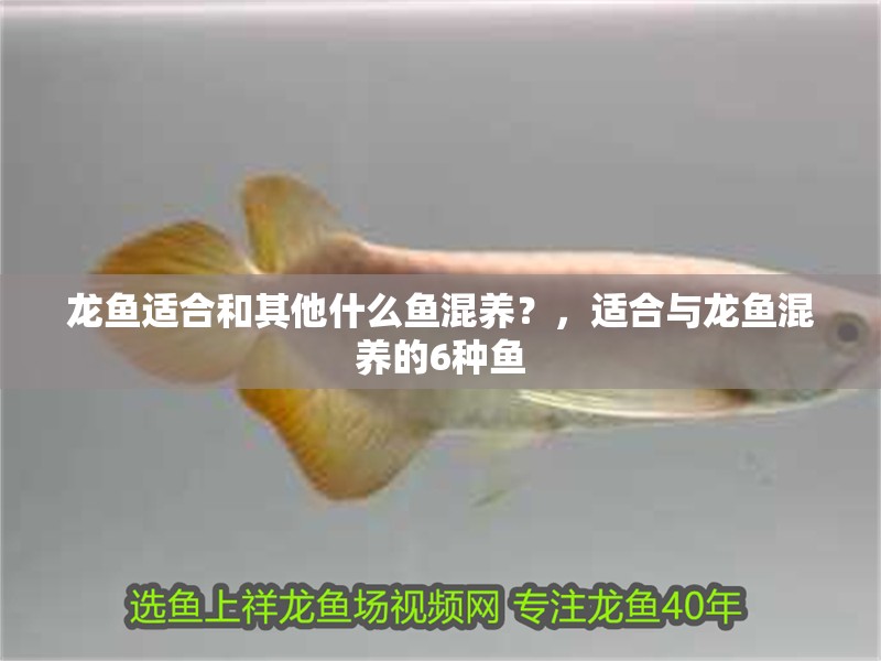 龍魚適合和其他什么魚混養？，適合與龍魚混養的6種魚