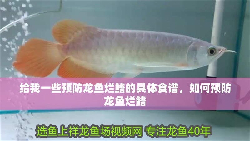 給我一些預防龍魚爛鰭的具體食譜，如何預防龍魚爛鰭
