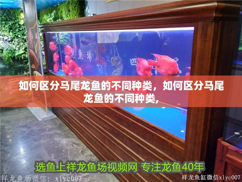 如何區分馬尾龍魚的不同種類，如何區分馬尾龍魚的不同種類,