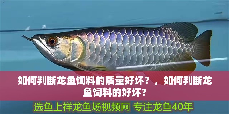 如何判斷龍魚飼料的質量好壞？，如何判斷龍魚飼料的好壞？