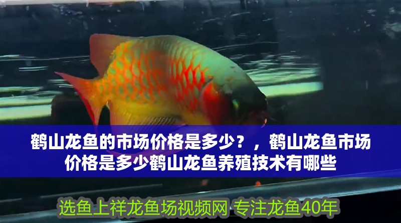 鶴山龍魚的市場價格是多少？，鶴山龍魚市場價格是多少鶴山龍魚養殖技術有哪些