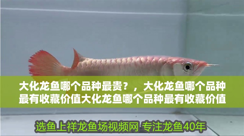 大化龍魚哪個品種最貴？，大化龍魚哪個品種最有收藏價值大化龍魚哪個品種最有收藏價值