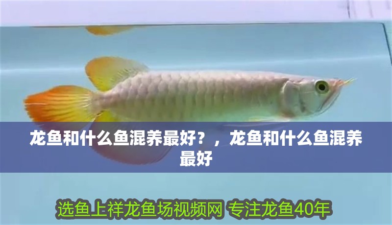 龍魚和什么魚混養最好？，龍魚和什么魚混養最好