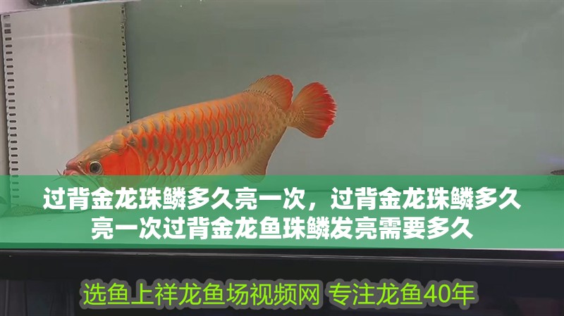 過背金龍珠鱗多久亮一次，過背金龍珠鱗多久亮一次過背金龍魚珠鱗發亮需要多久