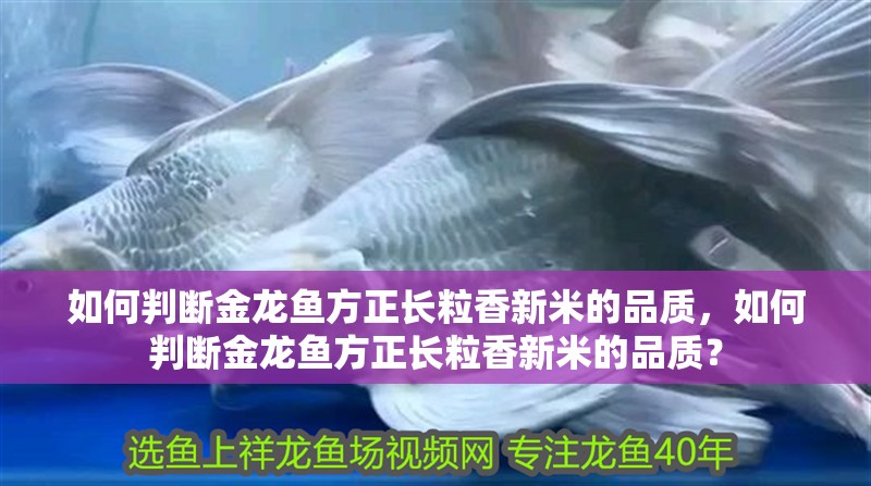 如何判斷金龍魚方正長粒香新米的品質，如何判斷金龍魚方正長粒香新米的品質？