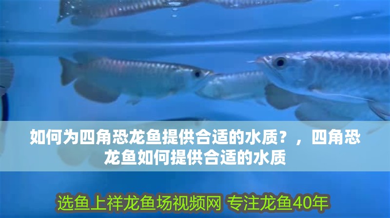 如何為四角恐龍魚提供合適的水質？，四角恐龍魚如何提供合適的水質