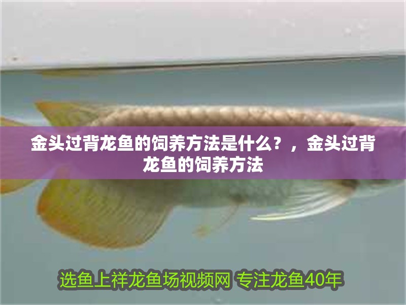 金頭過背龍魚的飼養方法是什么？，金頭過背龍魚的飼養方法