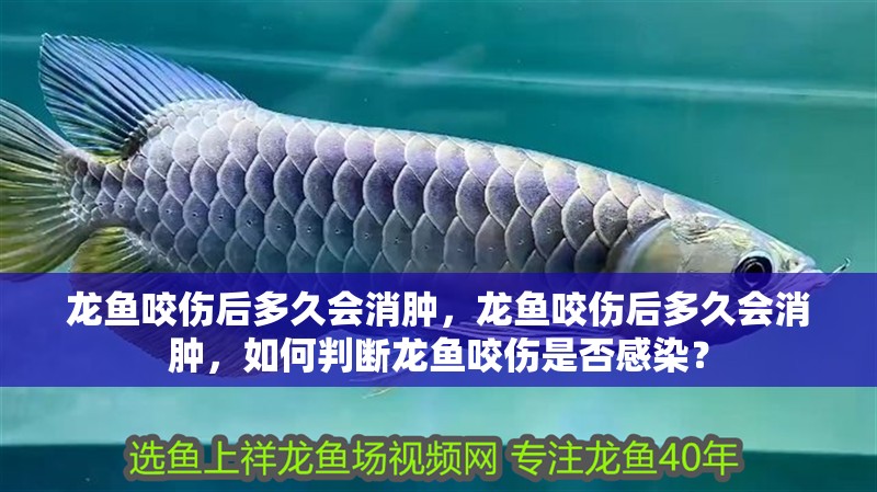 龍魚咬傷后多久會消腫，龍魚咬傷后多久會消腫，如何判斷龍魚咬傷是否感染？