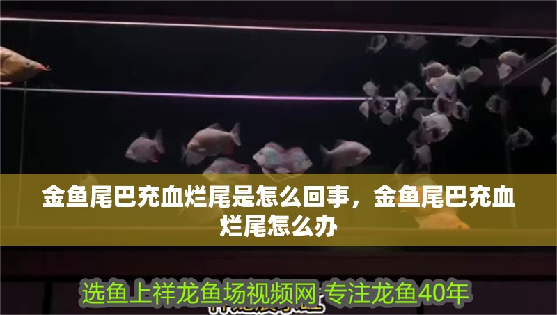 金魚尾巴充血爛尾是怎么回事，金魚尾巴充血爛尾怎么辦