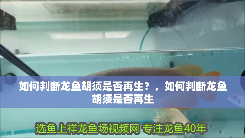 如何判斷龍魚胡須是否再生？，如何判斷龍魚胡須是否再生