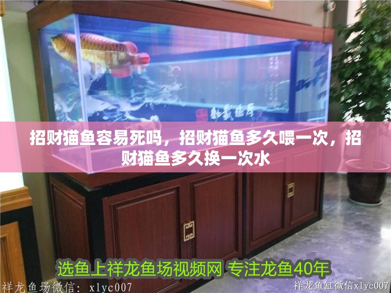 招財貓魚容易死嗎，招財貓魚多久喂一次，招財貓魚多久換一次水