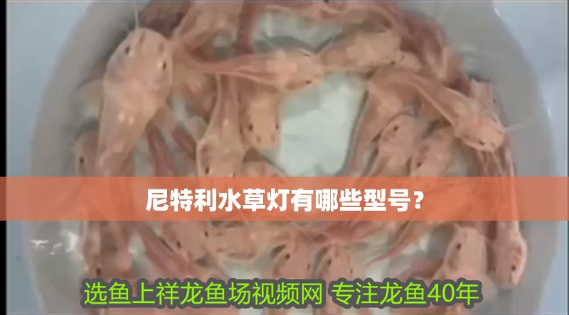 尼特利水草燈有哪些型號？