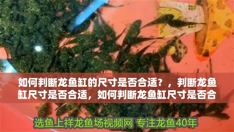 如何判斷龍魚缸的尺寸是否合適？，判斷龍魚缸尺寸是否合適，如何判斷龍魚缸尺寸是否合適