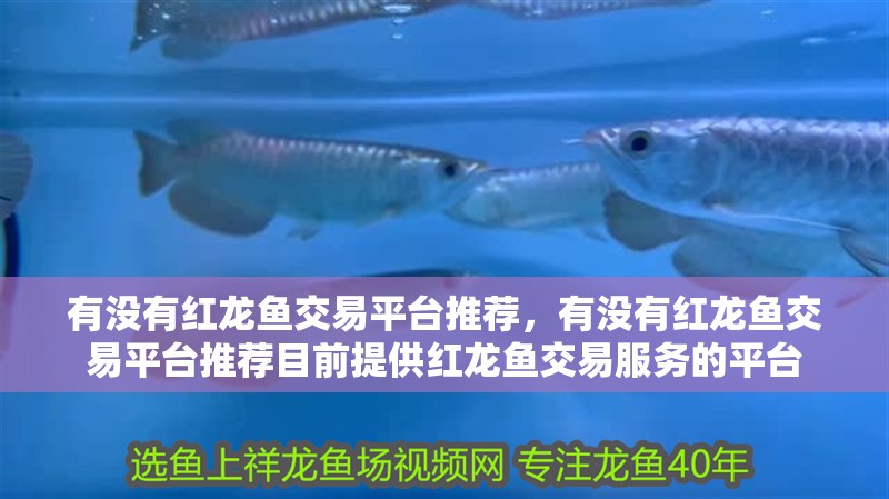 有沒有紅龍魚交易平臺推薦，有沒有紅龍魚交易平臺推薦目前提供紅龍魚交易服務的平臺
