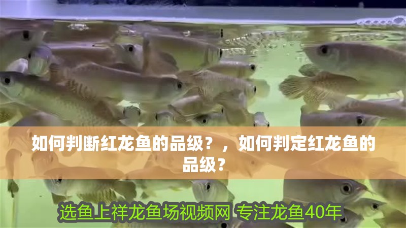 如何判斷紅龍魚(yú)的品級(jí)？，如何判定紅龍魚(yú)的品級(jí)？