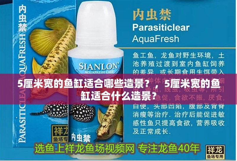 5厘米寬的魚缸適合哪些造景？，5厘米寬的魚缸適合什么造景？
