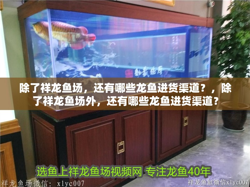 除了祥龍魚場，還有哪些龍魚進貨渠道？，除了祥龍魚場外，還有哪些龍魚進貨渠道？