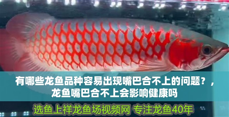 有哪些龍魚品種容易出現(xiàn)嘴巴合不上的問(wèn)題？，龍魚嘴巴合不上會(huì)影響健康嗎