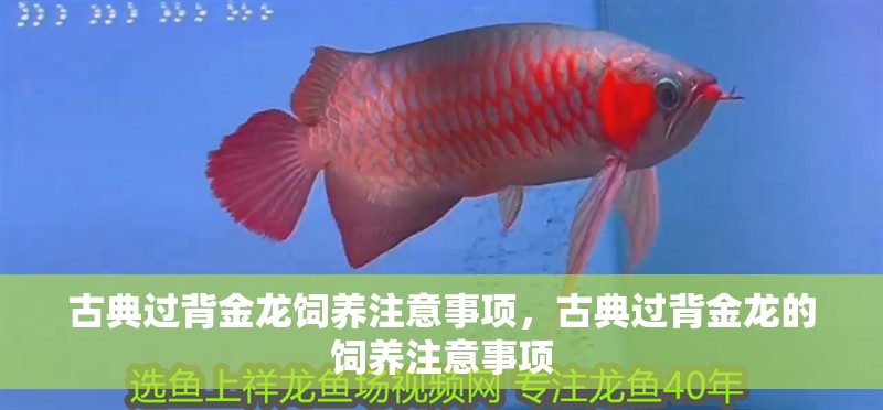 古典過背金龍飼養(yǎng)注意事項(xiàng)，古典過背金龍的飼養(yǎng)注意事項(xiàng)