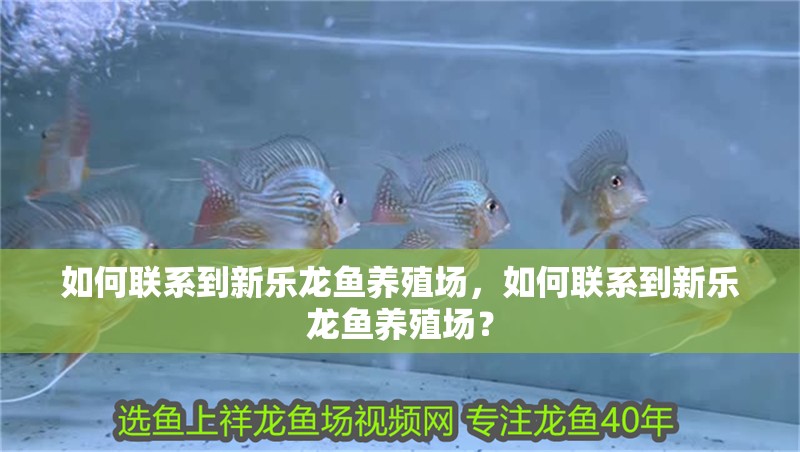如何聯系到新樂龍魚養殖場，如何聯系到新樂龍魚養殖場？