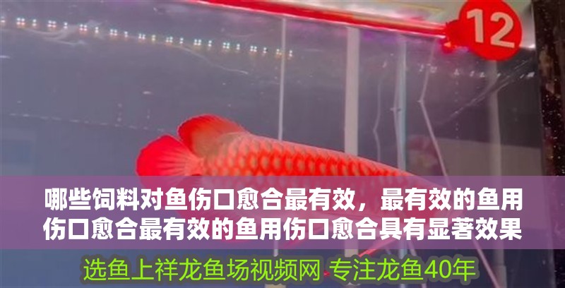 哪些飼料對魚傷口愈合最有效，最有效的魚用傷口愈合最有效的魚用傷口愈合具有顯著效果
