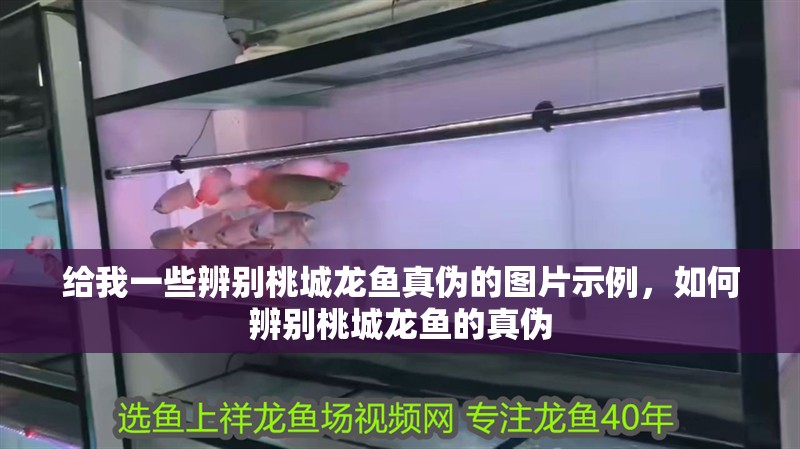 給我一些辨別桃城龍魚真偽的圖片示例，如何辨別桃城龍魚的真偽