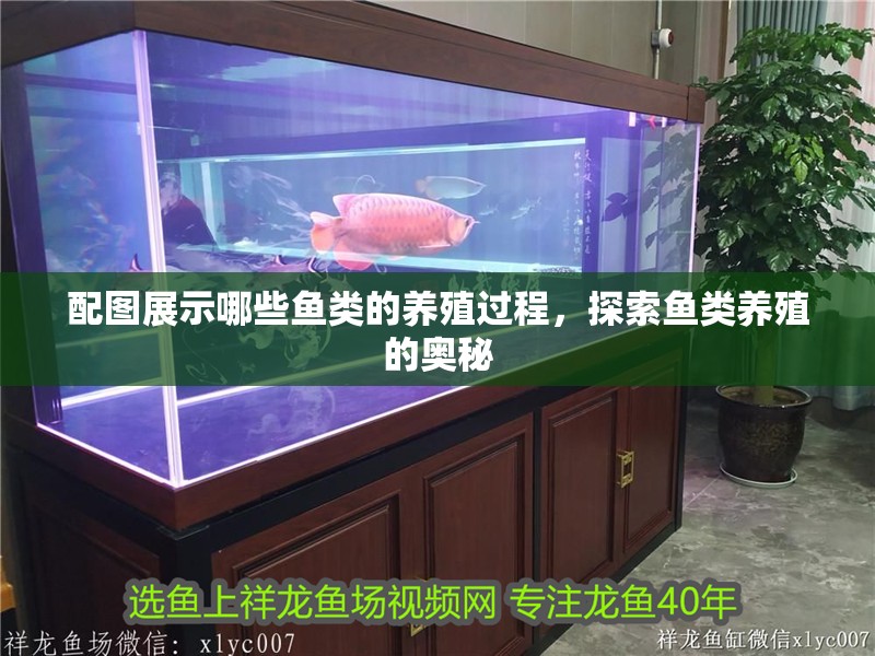 配圖展示哪些魚類的養殖過程，探索魚類養殖的奧秘
