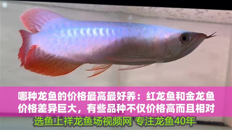 哪種龍魚的價(jià)格最高最好養(yǎng)：紅龍魚和金龍魚價(jià)格差異巨大，有些品種不僅價(jià)格高而且相對容易飼養(yǎng)