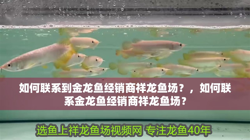 如何聯系到金龍魚經銷商祥龍魚場？，如何聯系金龍魚經銷商祥龍魚場？