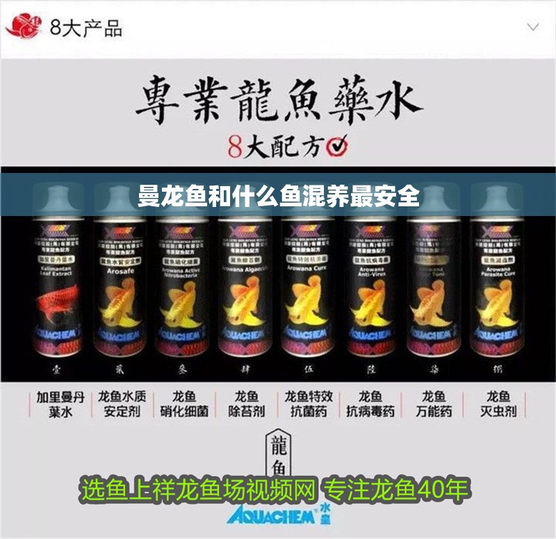 曼龍魚和什么魚混養最安全