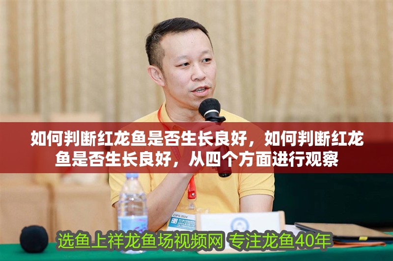 如何判斷紅龍魚是否生長良好，如何判斷紅龍魚是否生長良好，從四個方面進行觀察