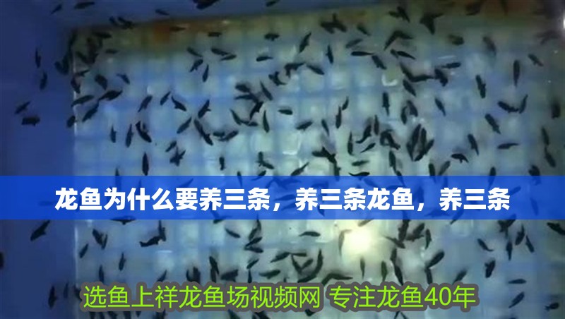 龍魚為什么要養三條，養三條龍魚，養三條
