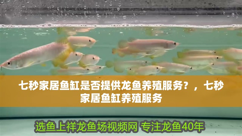 七秒家居魚缸是否提供龍魚養殖服務？，七秒家居魚缸養殖服務