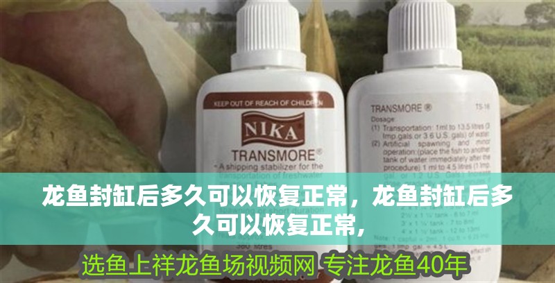 龍魚封缸后多久可以恢復正常，龍魚封缸后多久可以恢復正常,