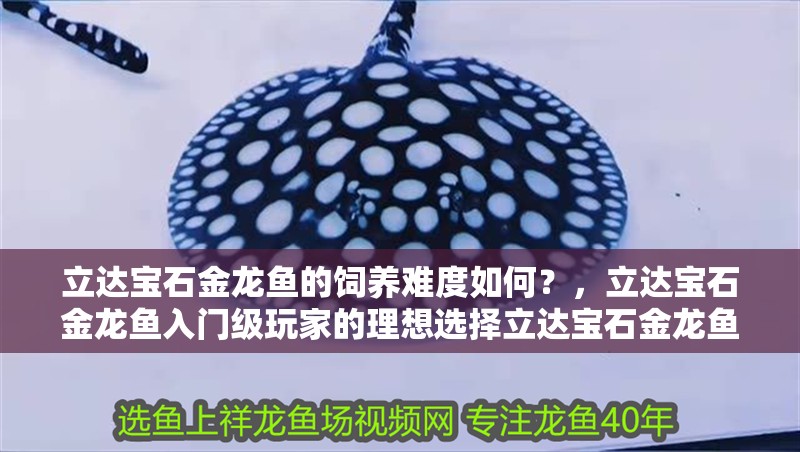 立達寶石金龍魚的飼養難度如何？，立達寶石金龍魚入門級玩家的理想選擇立達寶石金龍魚