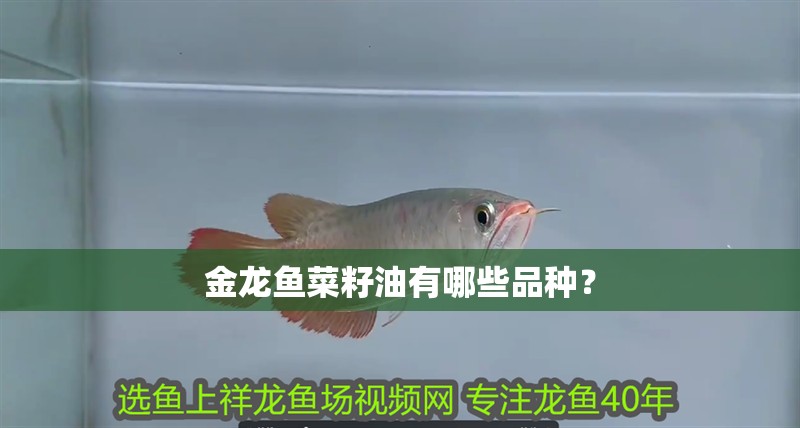 金龍魚菜籽油有哪些品種？