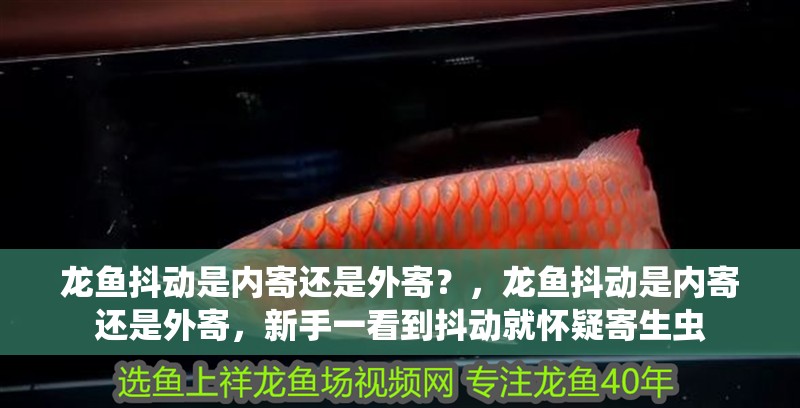 龍魚抖動是內寄還是外寄？，龍魚抖動是內寄還是外寄，新手一看到抖動就懷疑寄生蟲