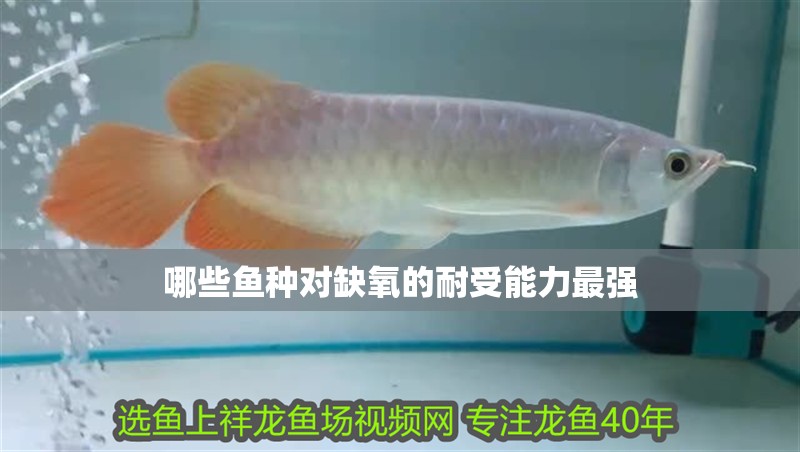 哪些魚種對缺氧的耐受能力最強