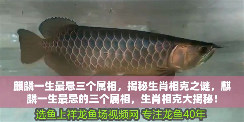 麒麟一生最忌三個屬相，揭秘生肖相克之謎，麒麟一生最忌的三個屬相，生肖相克大揭秘！