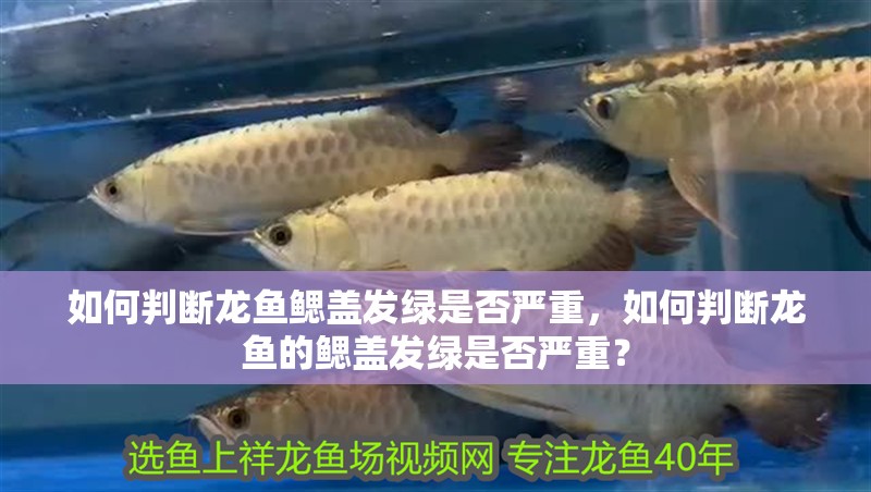 如何判斷龍魚鰓蓋發綠是否嚴重，如何判斷龍魚的鰓蓋發綠是否嚴重？