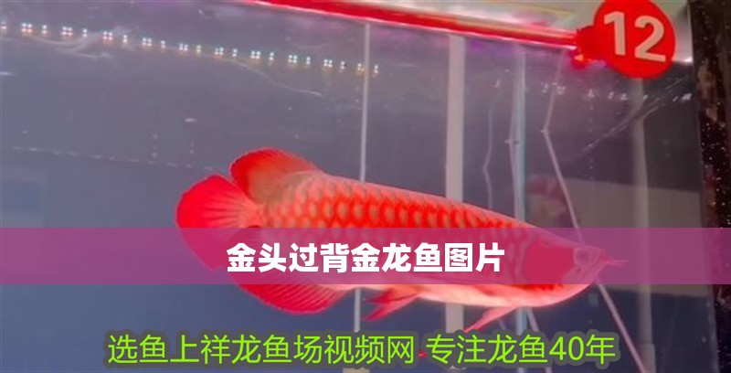 金頭過背金龍魚圖片