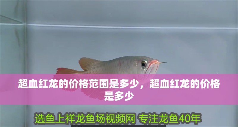 超血紅龍的價格范圍是多少，超血紅龍的價格是多少