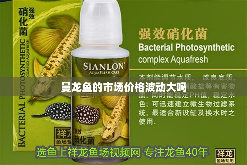 曼龍魚的市場價格波動大嗎