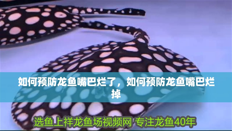 如何預防龍魚嘴巴爛了，如何預防龍魚嘴巴爛掉