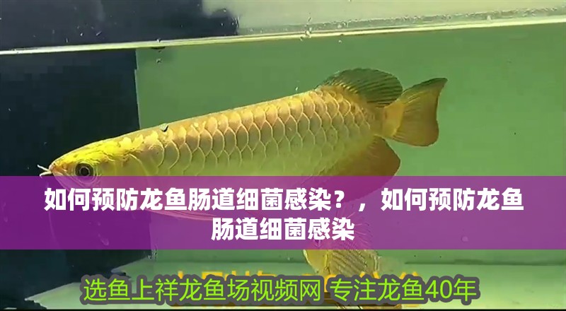 如何預防龍魚腸道細菌感染？，如何預防龍魚腸道細菌感染